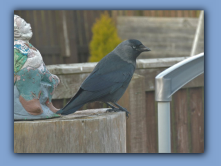 Jackdaw sitting in my back garden, 22nd March 2022.jpg